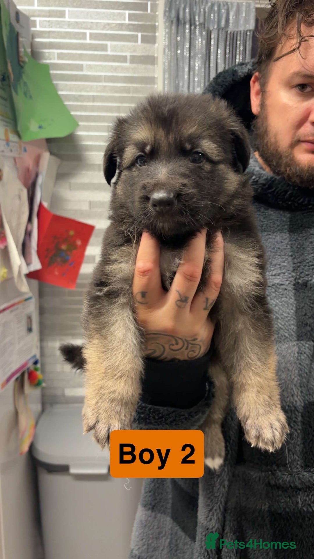 German Shepherd dogs for sale: German shepherd puppies  - Image 9