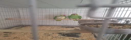 Parrots birds for sale: Pair of Red lored amazon for sale in Peterborough - Advert 2