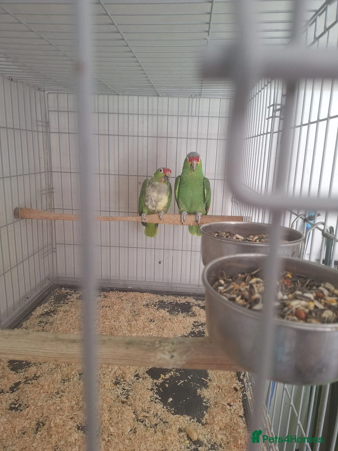 Parrots birds for sale: Pair of Red lored amazon for sale in Peterborough - Advert 2