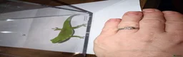 Gecko reptiles for sale: Giant day gecko Phelsuma Grandis - Advert 3