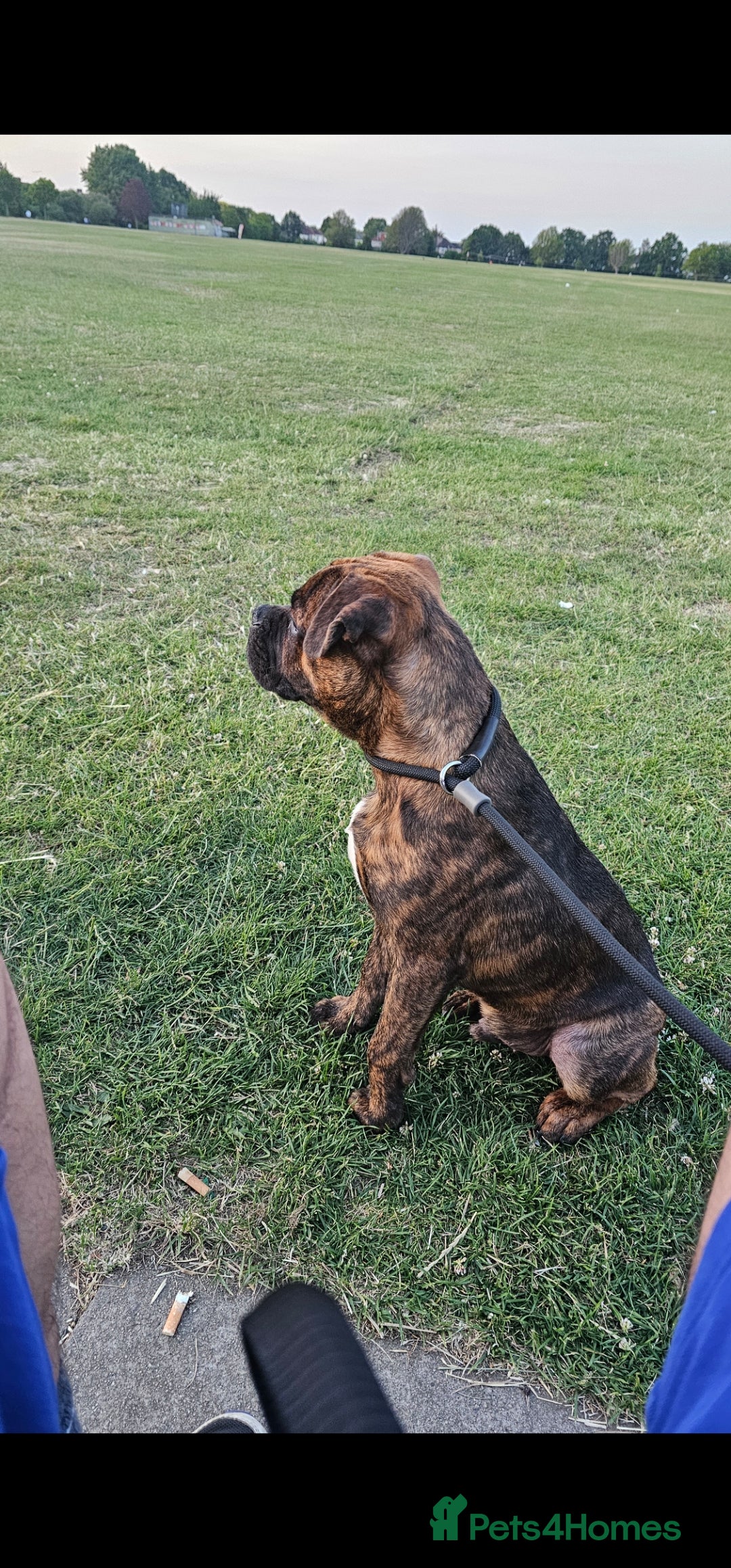 Staffordshire Bull Terrier dogs for sale: Bronson - Image 4