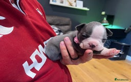 Boston Terrier dogs for sale: Boston terrier puppies - Image 33