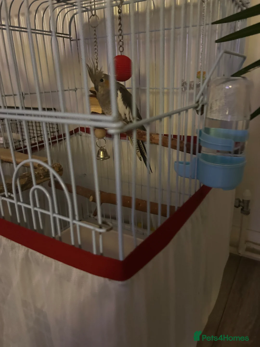 Cockatiels birds for sale: Cockatiel  for sale and looking for a loving home  - Advert 3