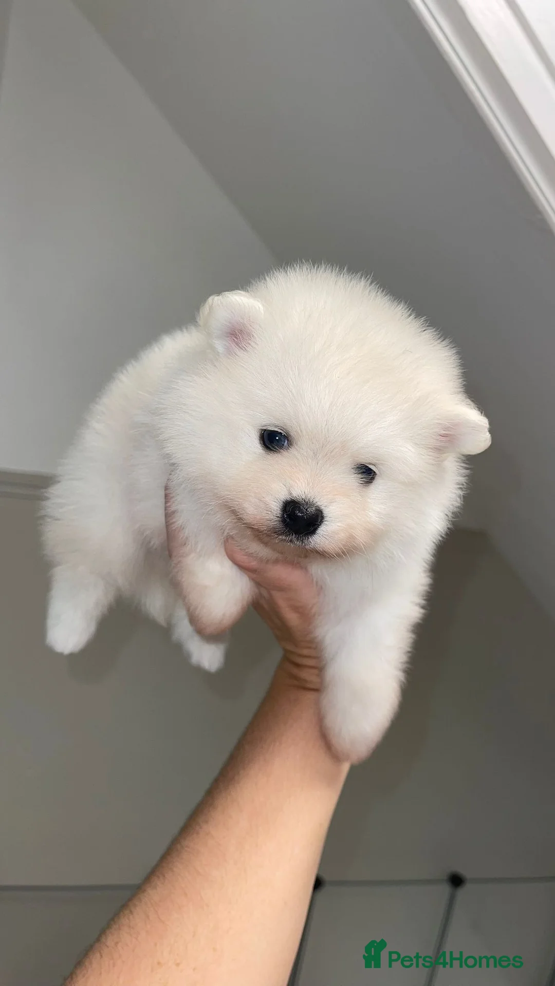 Pomeranian dogs for sale: Champion blood line teddy bear Pomeranian pups  - Advert 27