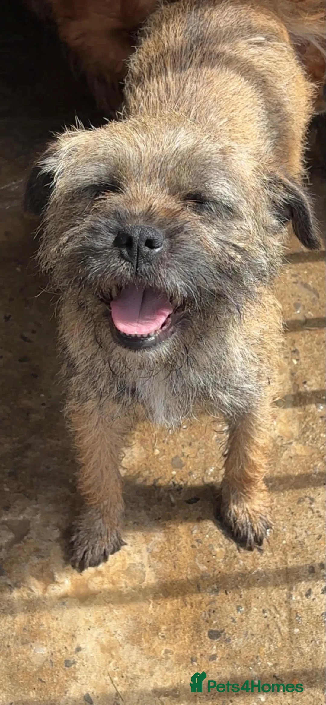 Border Terrier dogs for sale: Border Terrier Puppies (KC Registered)  in Pontypool - Advert 7