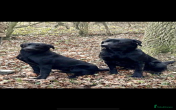 Labrador Retriever dogs for sale: Stunning Labrador KC Registered Puppies - Image 11