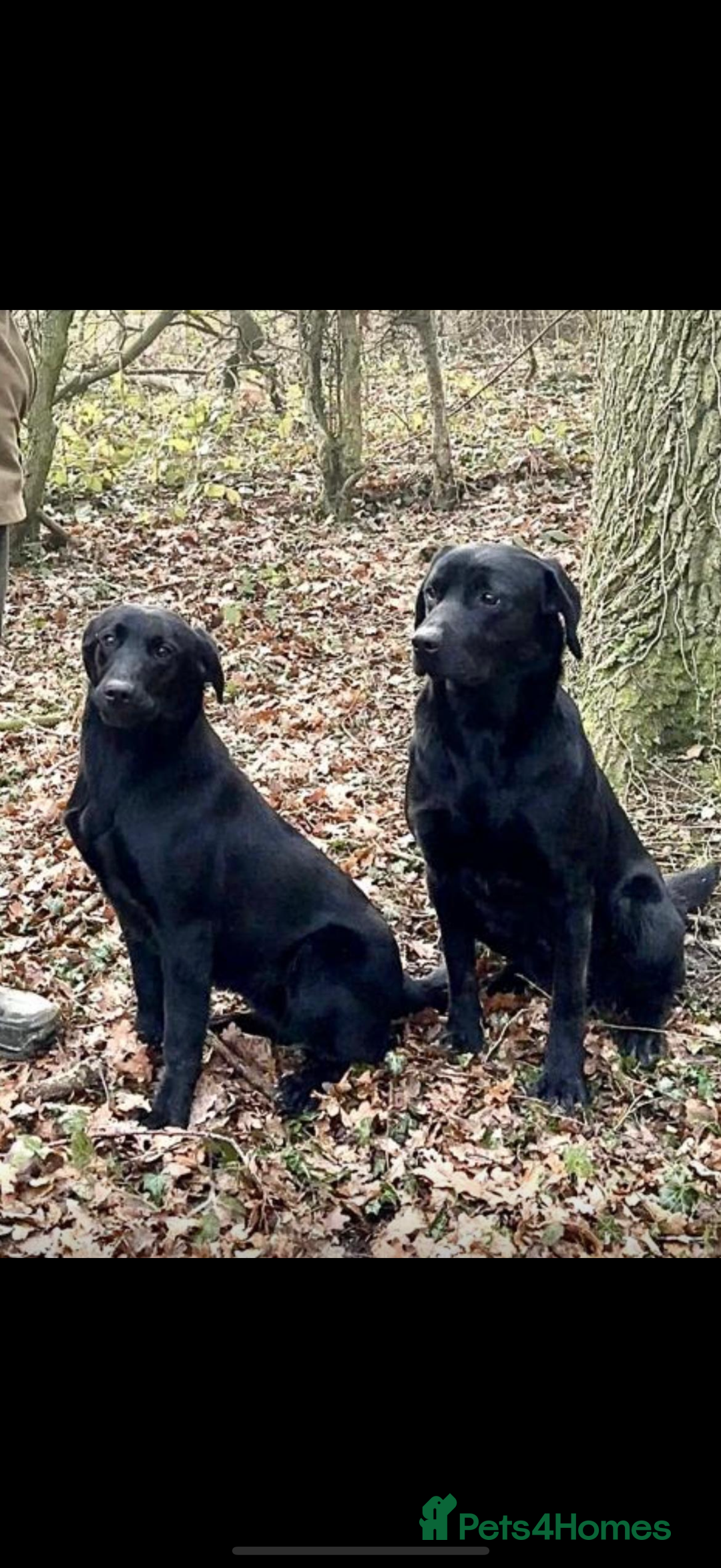 Labrador Retriever dogs for sale: Stunning Labrador KC Registered Puppies - Image 11
