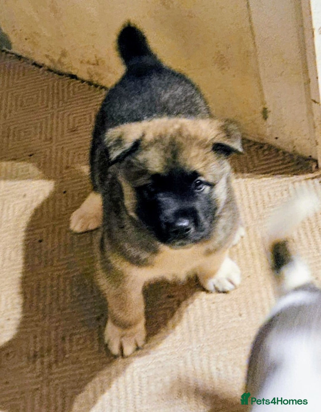 Mixed Breed dogs for sale: Akita/malamute  - Advert 6