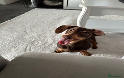 Miniature Dachshund dogs for sale: Miniature dachshund - Image 1