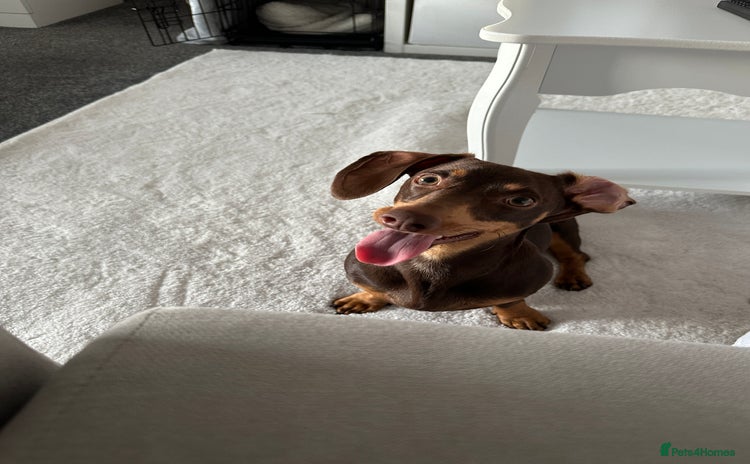 Miniature Dachshund dogs - Advert 3