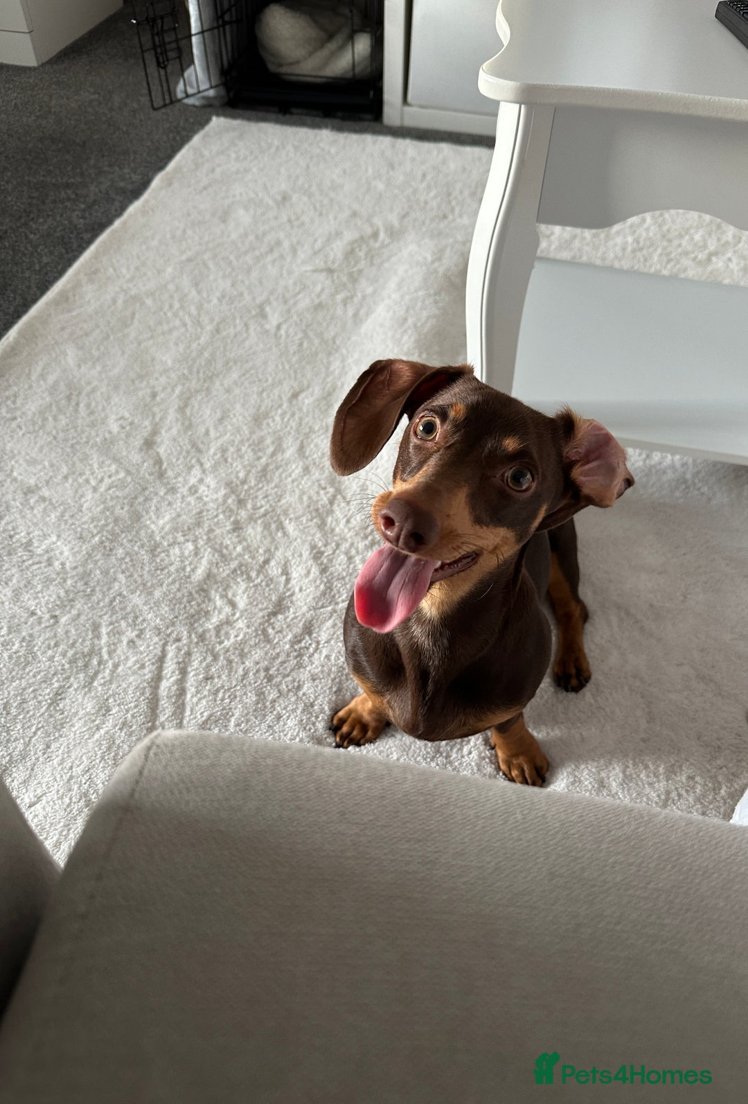 Miniature Dachshund dogs for sale: Miniature dachshund - Image 1