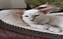 Siamese cats for sale: Pedigree 2 Siamese Male Kittens for sale  - Image 7
