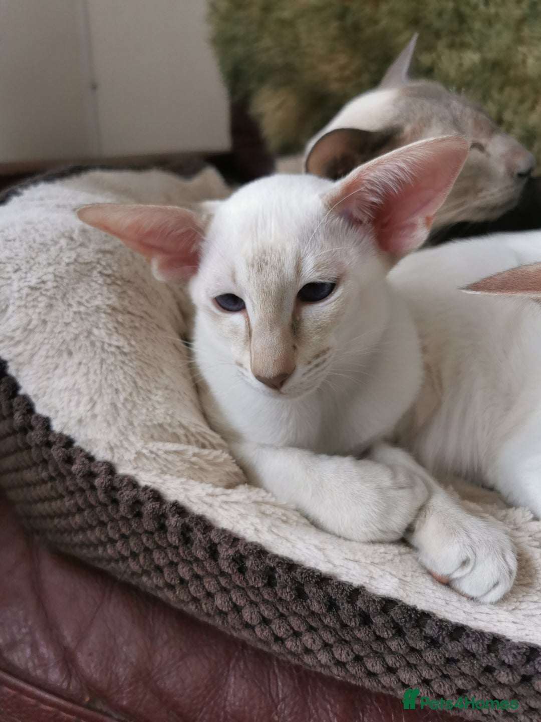 Siamese cats for sale: Pedigree 2 Siamese Male Kittens for sale  - Image 7