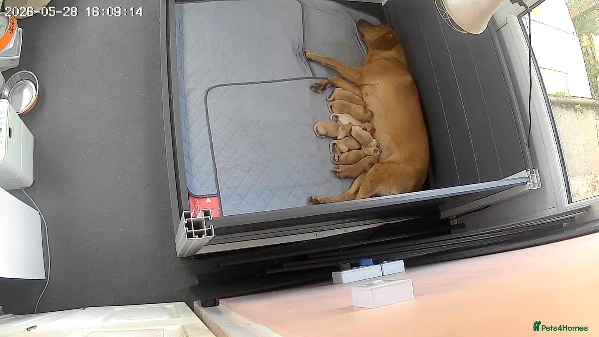Labrador Retriever dogs Pedigree Kc reg  fox red labs 5 females for sale  - Advert 1