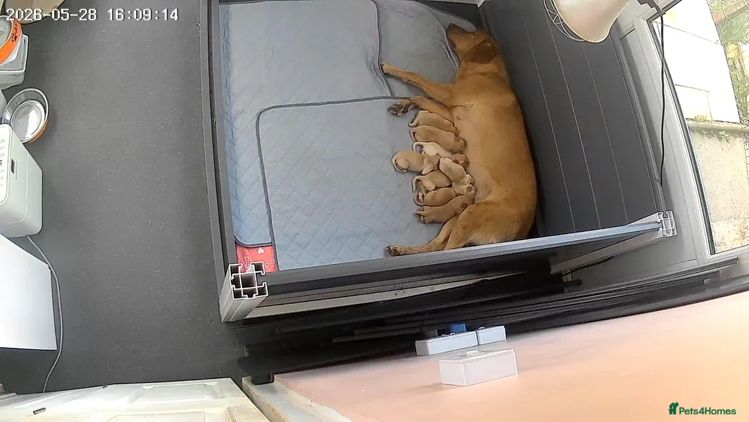 Labrador Retriever dogs for sale: Pedigree Kc reg  fox red labs 5 females for sale  - Advert 1