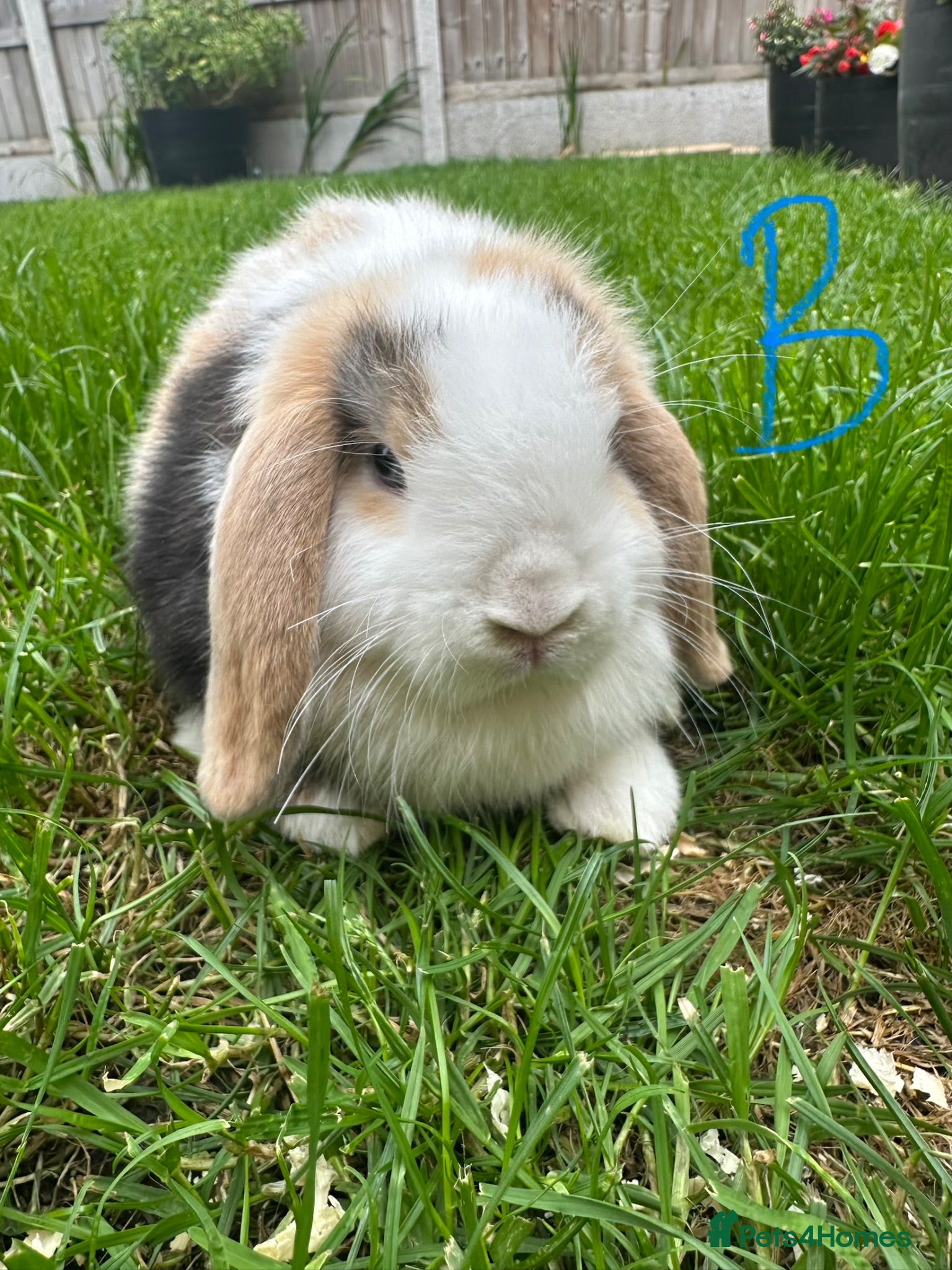 Mini Lop rabbits Mini Lop Rabbits For Sale - Advert 2