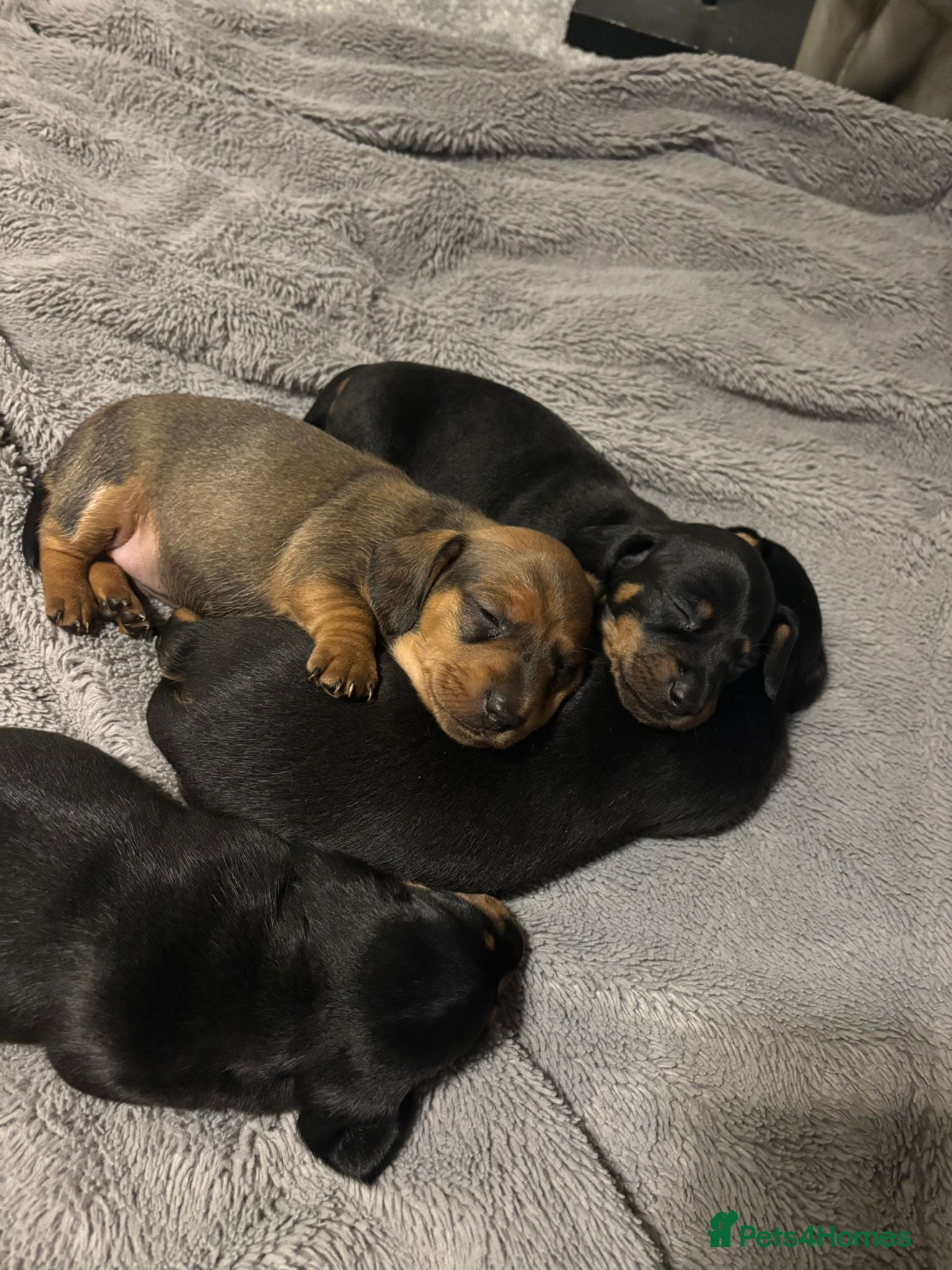Dachshund dogs Puppies for sale!!  - Advert 1