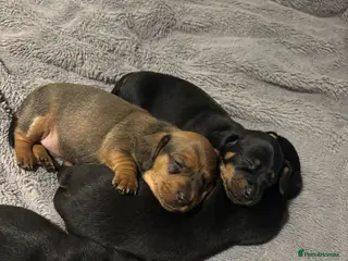 Dachshund dogs Puppies for sale!! - Advert 2
