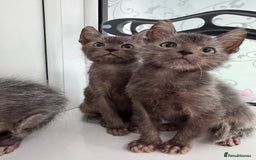 Lykoi cats for sale: Adorable Lykoi Kittens  - Advert 9