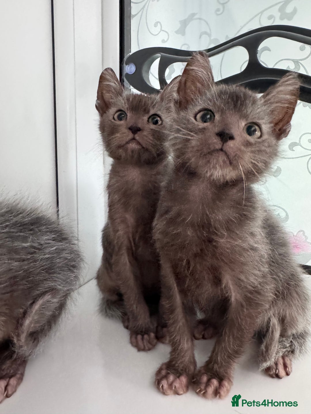 Lykoi cats for sale: Adorable Lykoi Kittens  - Advert 9