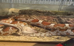 Corn Snake reptiles for sale: Baby corn snake  - Image 1
