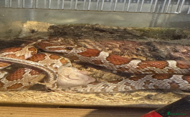 Corn Snake reptiles - Advert 1