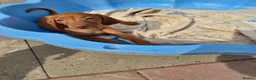 Hungarian Vizsla dogs for sale: Beautiful Hungarian Vizsla Puppies - Advert 12