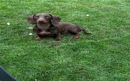 Dachshund dogs for sale: Dachshund for sale - Image 2