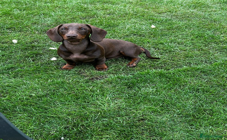 Dachshund dogs - Advert 2