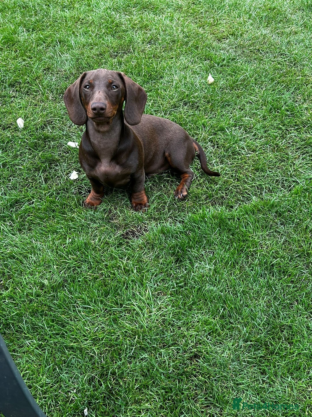 Dachshund dogs for sale: Dachshund for sale - Image 2