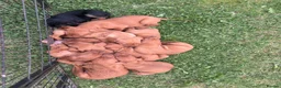 Hungarian Vizsla dogs for sale: 9 KC registered Hungarian Vizla puppies - Advert 8