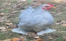 Netherland Dwarf rabbits for sale: Stunning Group of Young Pekin Bantams - Image 5