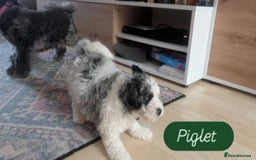Poochon dogs for sale: Poochon pups stunning Rare colours - Image 9