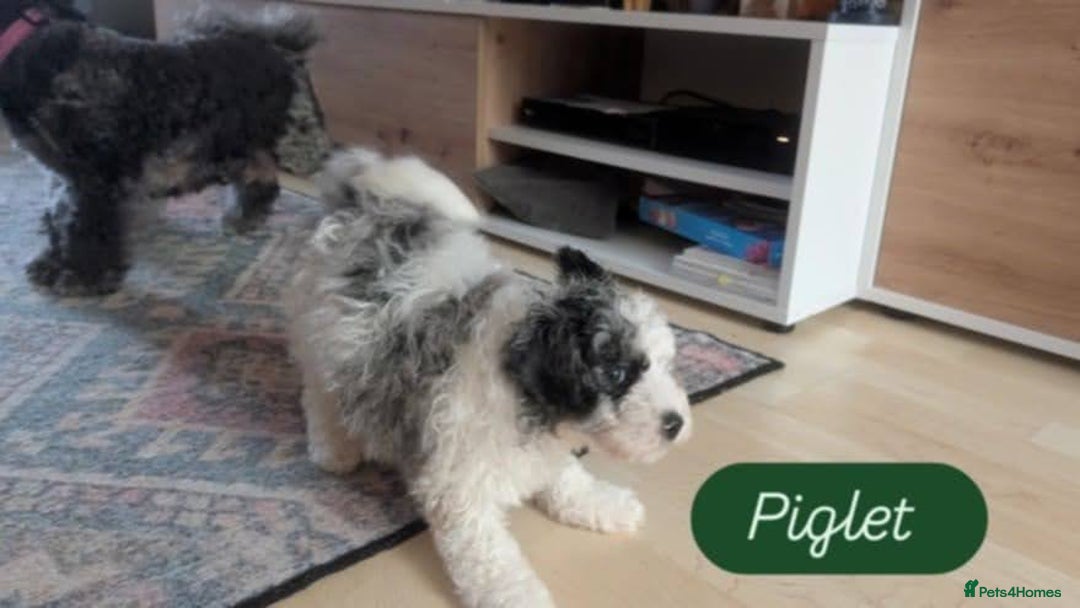 Poochon dogs for sale: Poochon pups stunning Rare colours - Image 9
