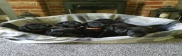 Labrador Retriever dogs for sale: WORKING BLACK LABRADOR PUPPIES-DRAKESHEAD LINE - Advert 3