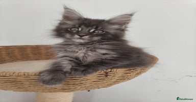 Maine Coon cats - Advert 12