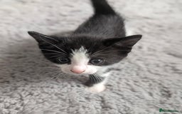 Mixed Breed cats for sale: Cute kittens for sale  - Image 3