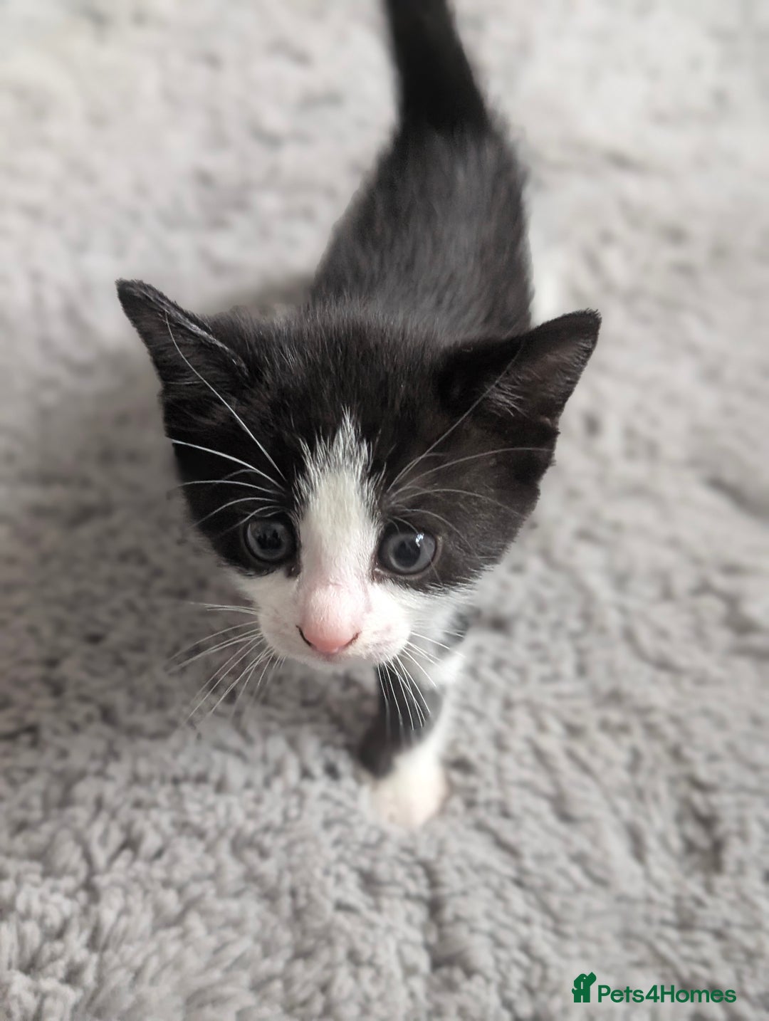 Mixed Breed cats for sale: Cute kittens for sale  - Image 3