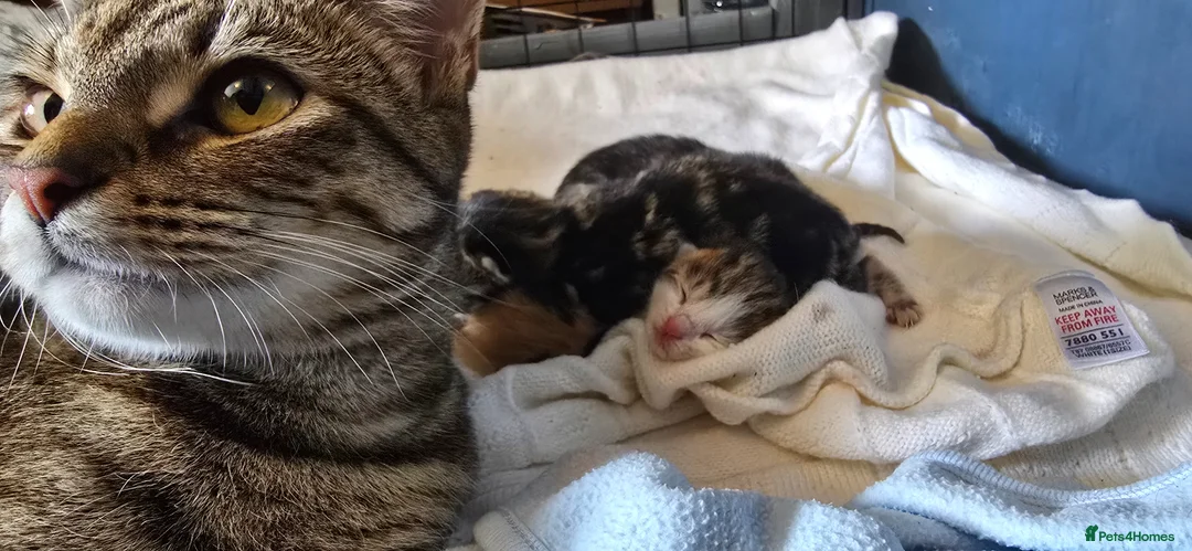 Domestic Shorthair cats for sale: 4 gorgeous kittens for sale in Burntwood - Advert 22