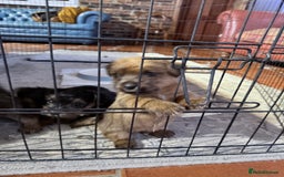 Norfolk Terrier dogs for sale: Norfolk Terriers for sale 🐶 - Image 4