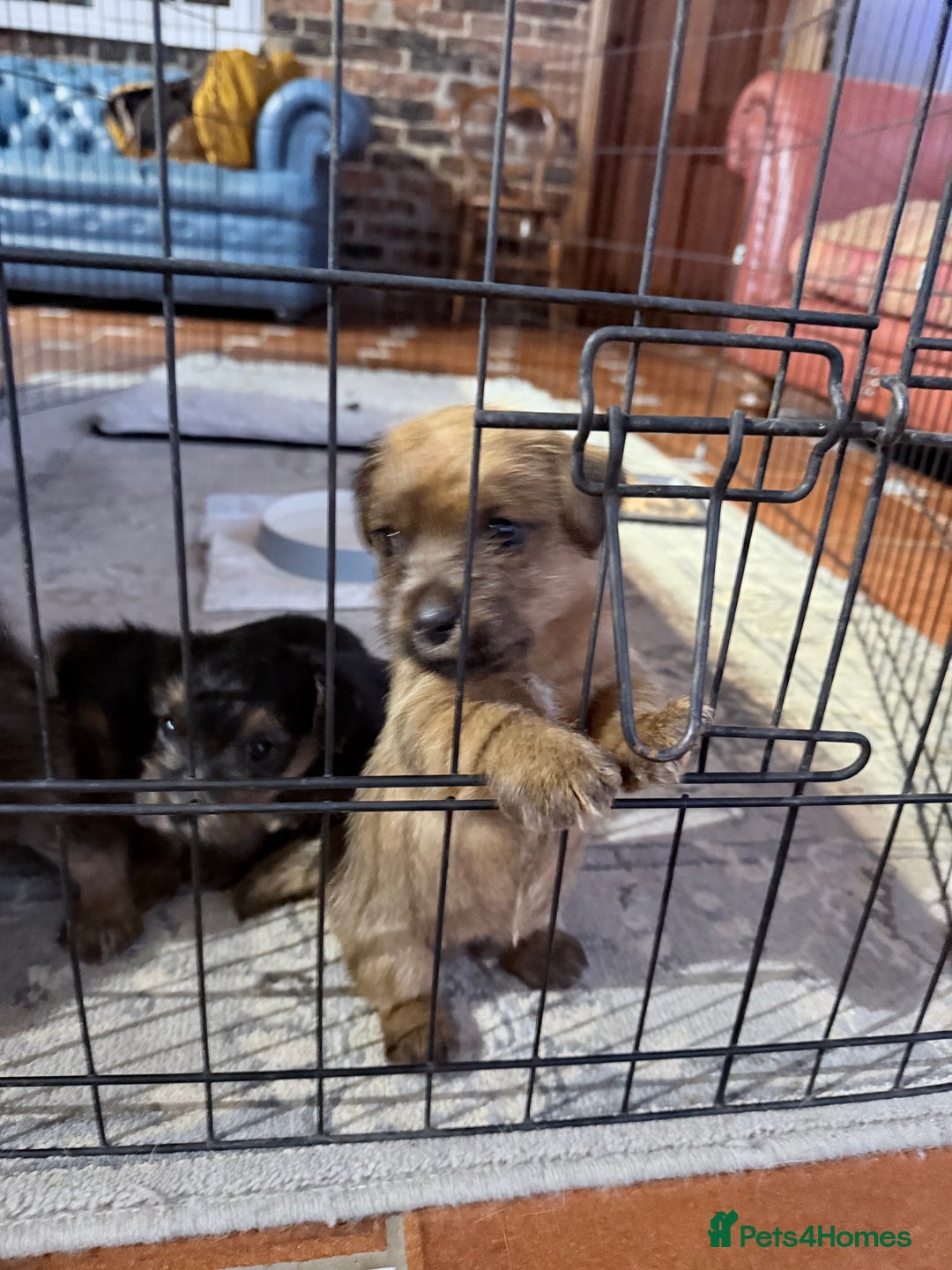 Norfolk Terrier dogs for sale: Norfolk Terriers for sale 🐶 - Image 4