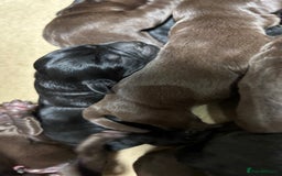 Labrador Retriever dogs for sale: Beautiful black and chocolate pups  - Image 4