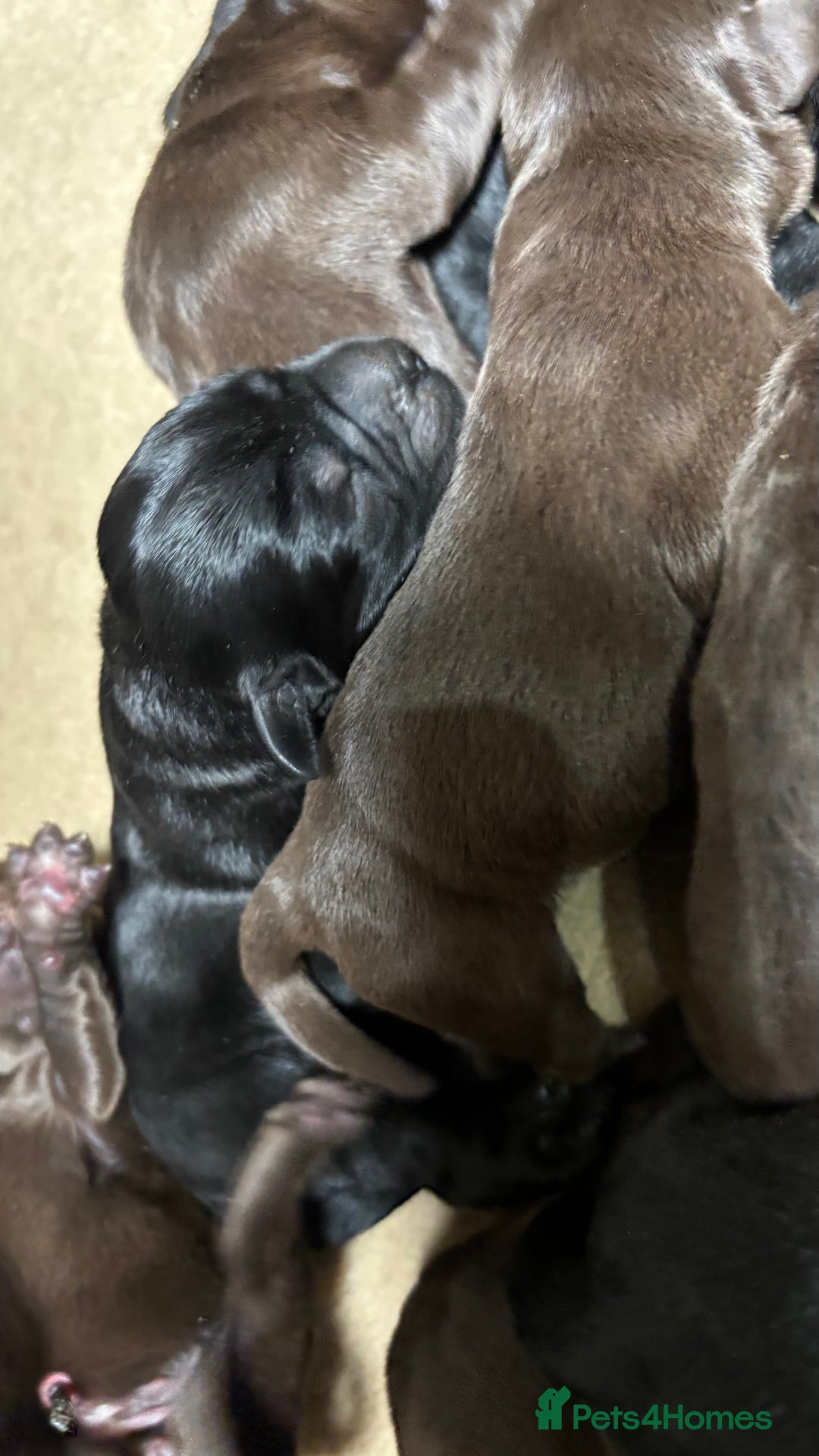 Labrador Retriever dogs for sale: Beautiful black and chocolate pups  - Image 4