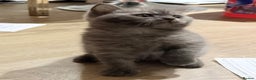 British Shorthair cats for sale: Stunning BSH chinchilla kittens 15 weeks old  - Advert 1