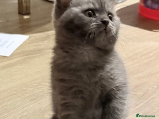 British Shorthair cats - Advert 17