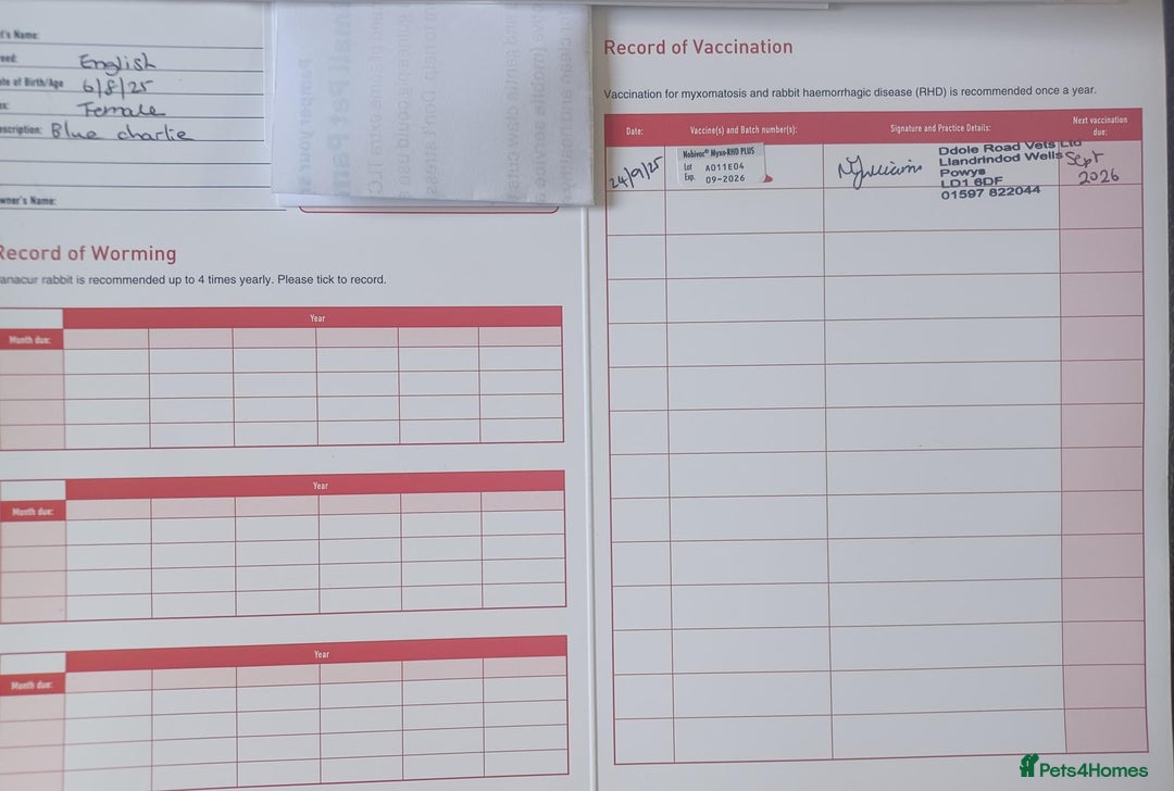 English rabbits for sale: Fully vaccinated pure English rabbits - ready now! - Advert 13