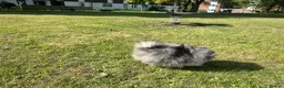 Pomeranian dogs for sale: Tiny calm boy - neutered  - Advert 11