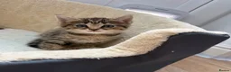 Mixed Breed cats for sale: Half ragdoll half silver bengal  - Advert 10