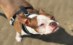 Boston Terrier dogs for sale: Boston female  - Image 2