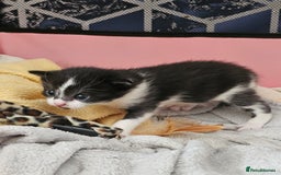 Mixed Breed cats for sale: Kittens - Image 9